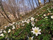 02 Distese  di anemone dei boschi (Anemonoides nemorosa)